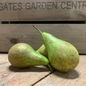 Pears Conference
