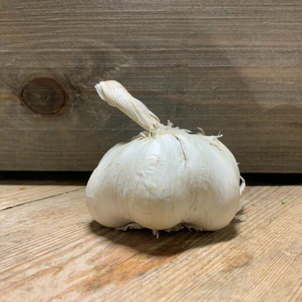 Garlic Jumbo