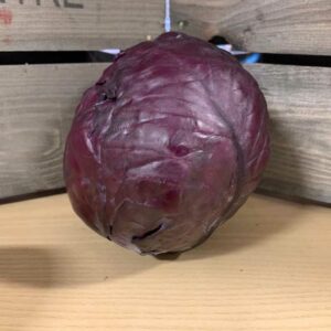 Cabbage Red (Price each)