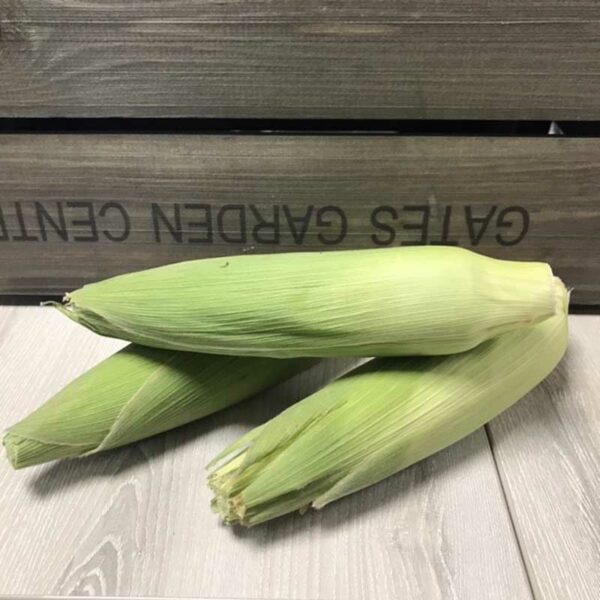 Corn On The Cob (Price each)